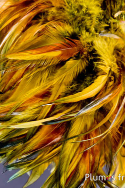 Hahnenfederkragen - Federlänge 10-15 cm - wildsalbei